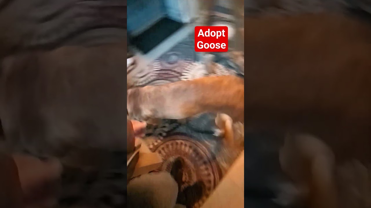 Enlarge Goose, a ADOPTABLE mixed breed in Maybrook, NY video 4/4