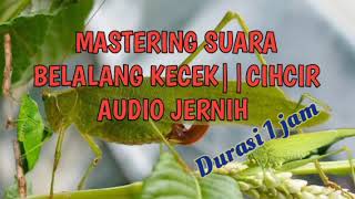 Download lagu SUARA BELALANG KECEK||BELALANG HIJAU || CIHCIR||COCOK BUAT MASTER BURUNG KICAU @ekobirdchanel2561 mp3