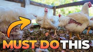 The Real TRUTH about Raising Pastured Poultry