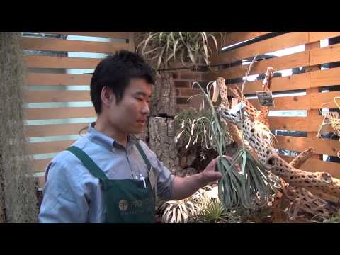 アトリコセリス・プラティフィラ