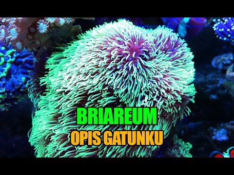 (75) Briareum / Opis gatunku / Koralowiec miękki - Akwarium morskie - Reef aquarium