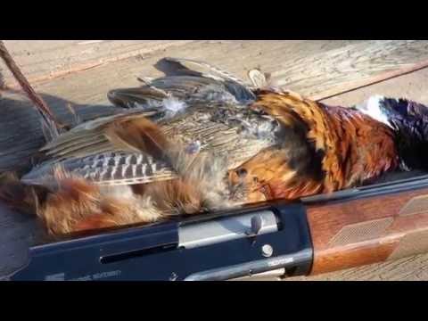 2017 Browning Sweet Sixteen vs. Wild Pheasant