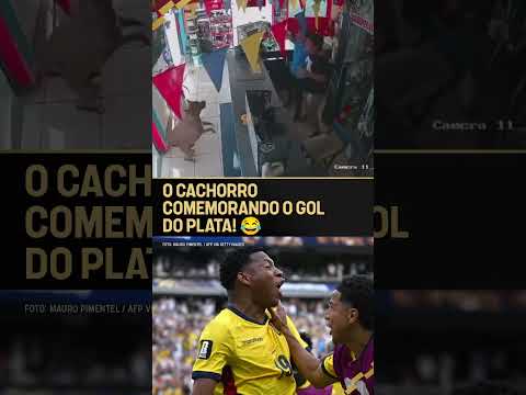 ATÉ O CACHORRO COMEMOROU O GOL DECISIVO DO EQUADOR KKKKKKKK #shorts