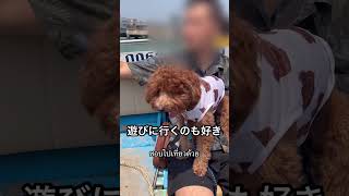 タイ在住トイプードル พุดเดิ้ลอยู่ที่เมืองไทย #shorts