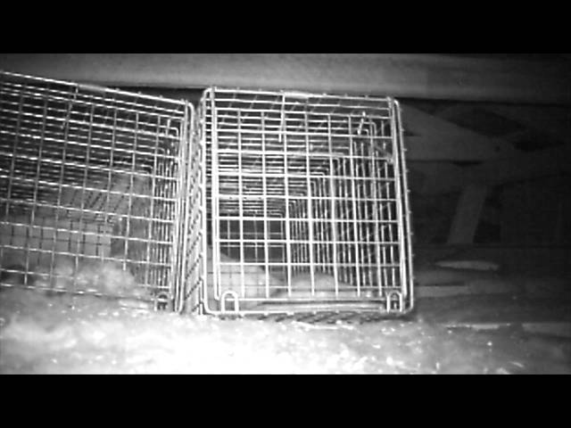 Rats in a ceiling in Ashgrove Brisbane