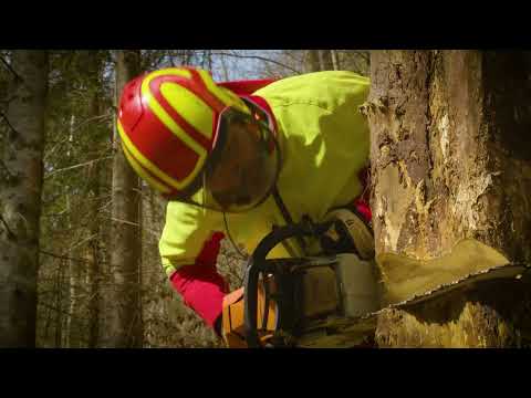 Baumfällen, gewusst wie – Fällen aus Distanz