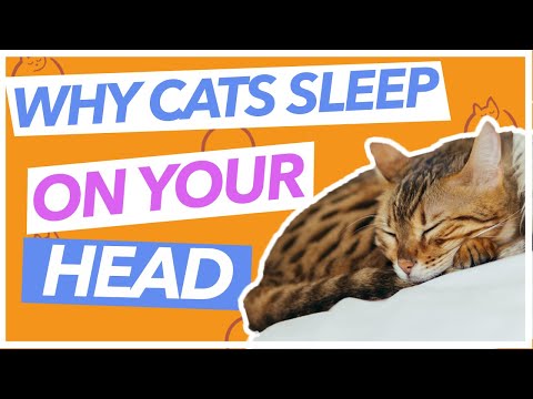 Why Does My Cat Sleep on My HEAD?!