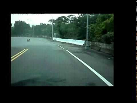 有這麼趕嗎?狗狗慘死篇(原發表者:a975665)(影片)