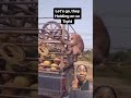 Monkeys riding a coconut truck 🤣 #lifestyle #funny #itswhitney #Shorts