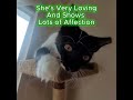 Meet Tuxie Thisbugzjumps Cat Fight Kitten