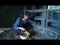 Black Chickens Lay Green Eggs Different Colors Different Flavors