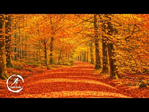 Virtual Run | Stockhill Wood, Mendip Hills in Autumn | Treadmill Running Scenery