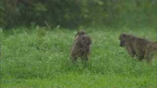 Baboons feast in the rain