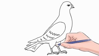 How to Draw a Dove Easy Step by Step