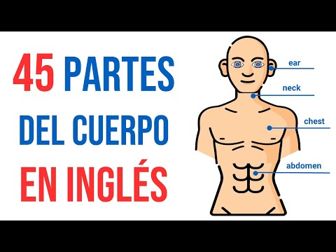 Partes del Cuerpo en Inglés con Pronunciación | Súper Inglés