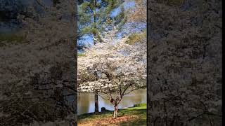 The fully bloomed Dogwood Tree in our yard #dogwood #flowertree #tree #shorts