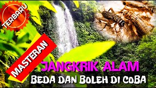 Download lagu SUARA JANGKRIK TERBARU,COCOK UNTUK MASTERAN MURAI BATU,KACER,CUCAK IJO DLL mp3