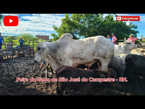 FEIRA DO GADO DE SÃO JOSÉ DO CAMPESTRE - RN. ✅22/05/2026✅