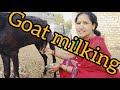 Goat Milking