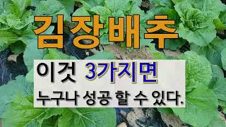 김장배추 이것 3가지 면 누구나 성공 할 수 있다. #주말농장 도시텃밭 가꾸기