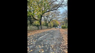 She went into the woods is live