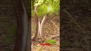 Download lagu Nag Nagin ki pukare #shorts mp3