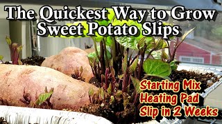 How to Get Sweet Potatoes to Sprout Slips in 2 Weeks: Seed Starting Mix & Heating Pad Method