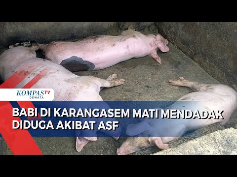 , title : 'Babi Di Karangasem Mati Mendadak Diduga Akibat ASF'
