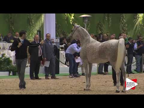 Milan SEWC 2016   Mares Championship