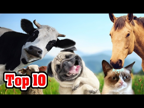 Top 10 Domesticated Animals and Their Origins