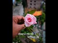 তোমাকে না পেতে পেতে | Tomake Na Pete Pete Song Lyrics Status | Bangla Song 2022 | #mehaz