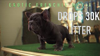 EXOTIC FRENCHIE MAFIA DROPS “$30,000 LITTER”