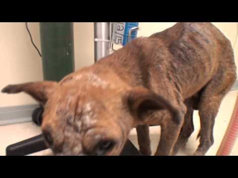 Pup's Body and Soul Healed