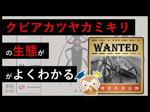 アロミア・モスカタ