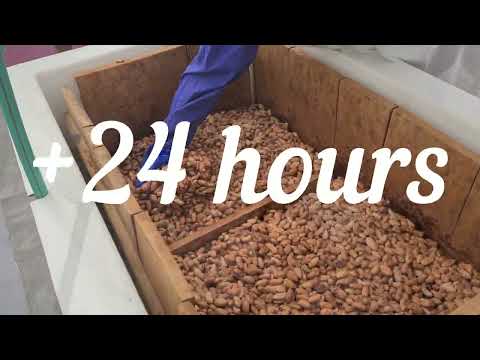 Fermentation process of cocoa beans