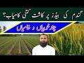 Wheat bed planting in Pakistan | Raised bed wheat cultivation | Bilal Kanju Official