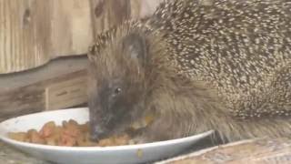 Igel Mahlzeit