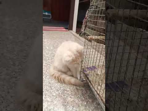 Mai to masoom hu 🥹👉🏻👈🏻 #cat #catlovwr #cute #trending #ifrah