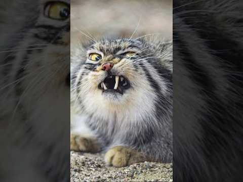 Can Pallas Cat Be Pets? #pets #pallasscat #cat #animalshorts #grumpycat