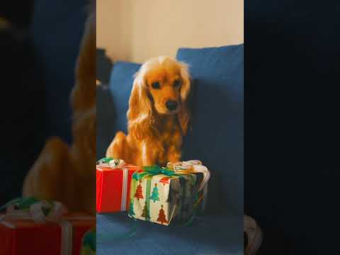 Ep 8: WIENER DOG PRISON BREAK - Funny Dogs Escaping Jail!