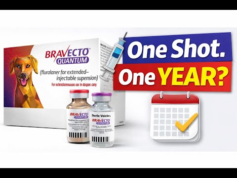 Bravecto Quantum Explained: Is the Year-Long Flea & Tick Injection Safe for Dogs?