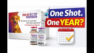 Bravecto Quantum Explained: Is the Year-Long Flea & Tick Injection Safe for Dogs