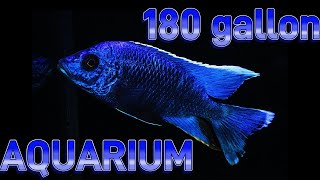 180 gallon Peacocks & Haps Aquarium / G18 AquaDecor Background  //4K