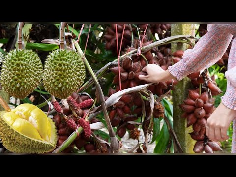Wonderful Durian and SNAKE Fruit Farm - Durian Cutting Skill