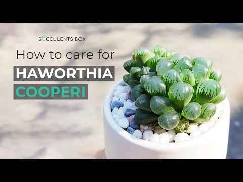 , title : 'BEST TIPS: HOW TO CARE FOR HAWORTHIA COOPERI'