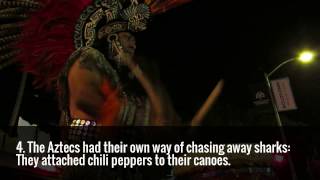 Shark Facts: 5 Awesome things to know about sharks - Awesome shark facts