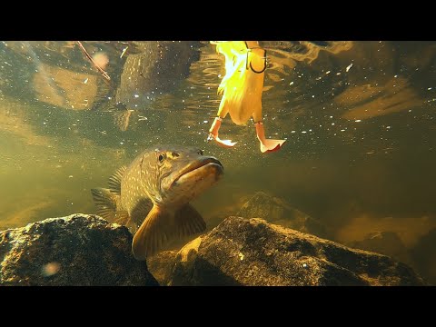 BATH DUCK IN PIKE FISHING - GRAZY LURE IN TEST