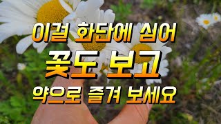 이 꽃은 화단에 심어 가꾸고 약으로 사용해 보세요 들국화키우기