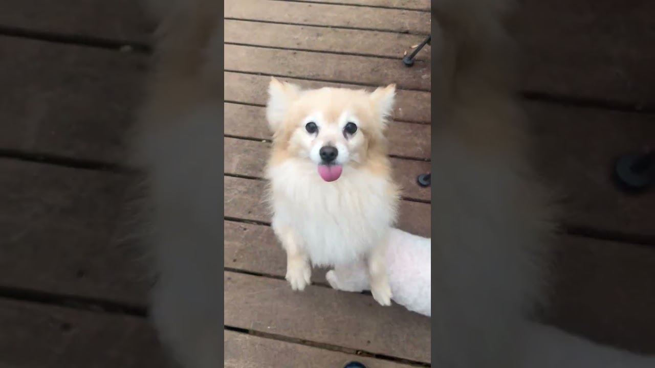 Enlarge Charmin, a ADOPTABLE Pomeranian in Pottstown, PA video 3/3
