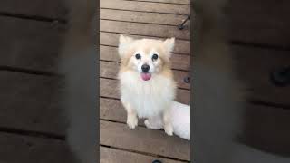 Video preview image #1 Pomeranian Puppy For Sale in Pottstown, PA, USA